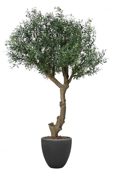 Mooie kunst Olijfboom geleverd! | De Groot Decoraties Mooie kunst Olijfboom geleverd! | De Groot Decoraties