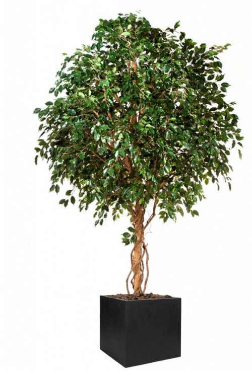 kunst Ficusboom 360cm kunst Ficusboom 360cm