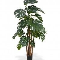 151117_monstera_deluxe_x5_180 151117_monstera_deluxe_x5_180