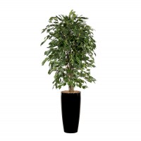 Ficus-6