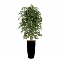 Ficus-6 Ficus-6