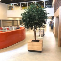 Ficus Exotica Giant 290 kunstboom brandvertragend school Ficus Exotica Giant 290 kunstboom brandvertragend school