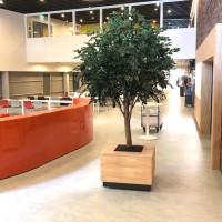 Ficus Exotica Giant 290 kunstboom brandvertragend school