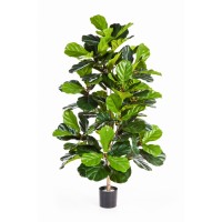 Ficus-Lyrata-4033704