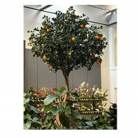 Grote_kunst_sinaasappelboom