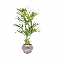 Kentia in Baq plantenbak Kentia in Baq plantenbak