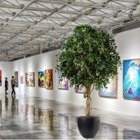 Kunst ficus giant 360cm (2) Kunst ficus giant 360cm (2)