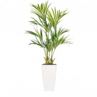 Kunst kentia palm kant en klaar in pot