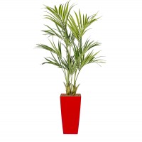 additional 1_Kentia