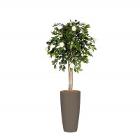 additional 2_Camelia wit-2 additional 2_Camelia wit-2