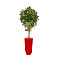 additional_scheflera Bol-5 additional_scheflera Bol-5